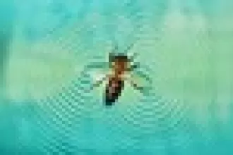 Giải mã khả năng ‘lướt ván’ siêu đẳng ở loài ong